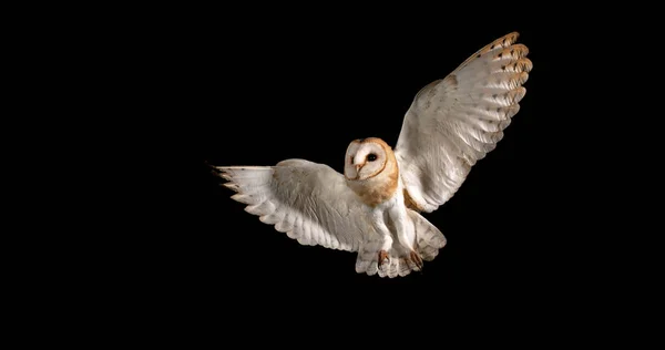 Barn Owl Tyto Alba Adult Flight Normandy — стокове фото