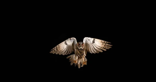 Long Eared Owl Asio Otus Adult Flight Normandie France — Stock fotografie