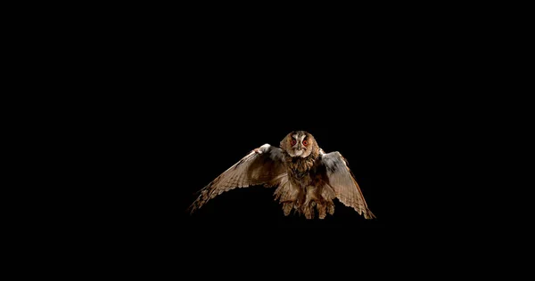 Long Eared Owl Asio Otus Adult Flight Normandia Francji — Zdjęcie stockowe