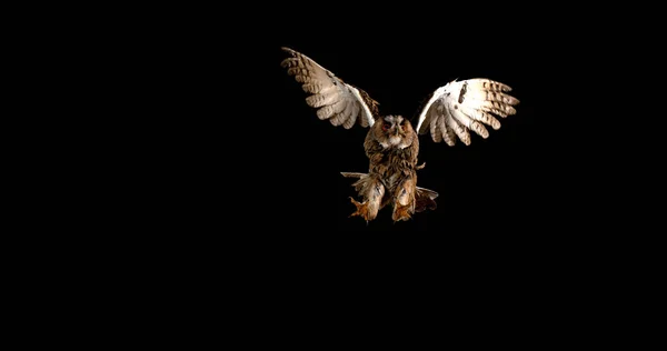 法国诺曼底 长东猫头鹰 喜羊羊 飞行中的成年人 — 图库照片