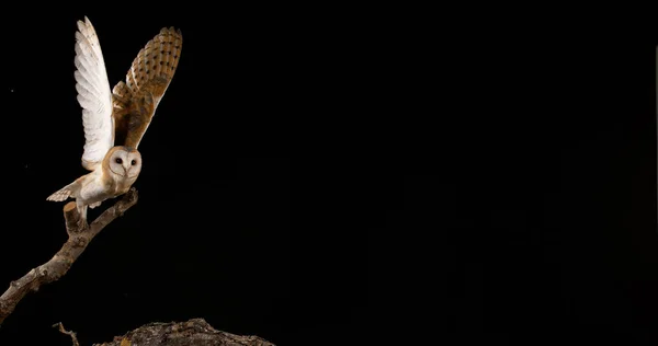 Ahır Baykuşu Tyto Alba Uçan Yetişkin Normandiya — Stok fotoğraf