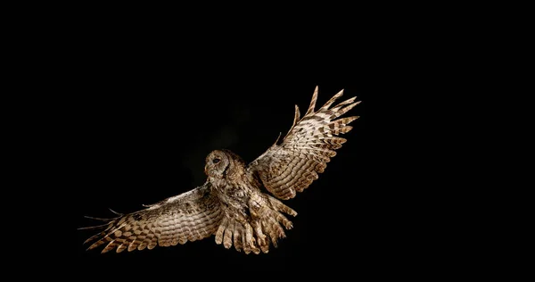 Eurasian Tawny Owl Strix Aluco Ενηλίκων Στην Πτήση Νορμανδία — Φωτογραφία Αρχείου