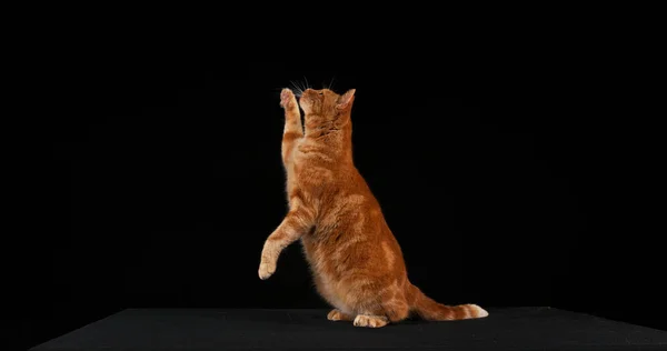 Gato Doméstico Tabby Vermelho Salto Adulto Contra Fundo Preto — Fotografia de Stock
