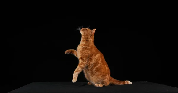 Червоний Таббі Домашній Кіт Стрибок Дорослих Чорному Тлі — стокове фото