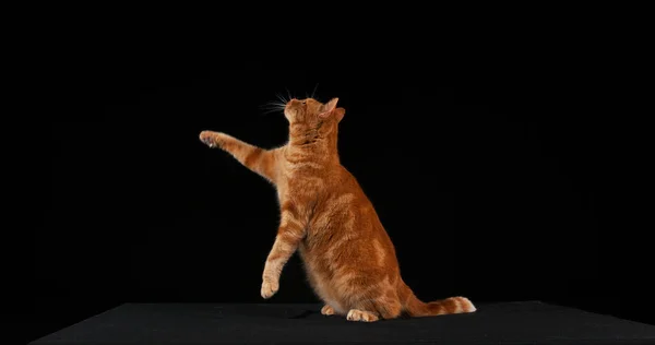 Röd Tabby Inhemsk Katt Vuxen Hoppar Mot Svart Bakgrund — Stockfoto