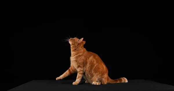 Kucing Domestik Tabby Merah Lompatan Dewasa Melawan Latar Belakang Hitam — Stok Foto