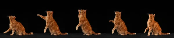 Gato Doméstico Tabby Vermelho Salto Adulto Contra Fundo Preto — Fotografia de Stock