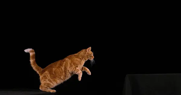 红色禁忌家猫 在黑色背景下跳跃的成年猫 — 图库照片