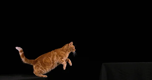 Red Tabby Hazai Macska Felnőtt Ugrás Ellen Fekete Háttér — Stock Fotó
