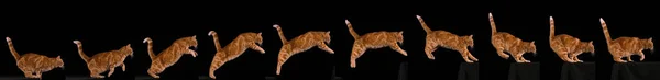 Red Tabby Huiskat Volwassene Springen Tegen Zwarte Achtergrond — Stockfoto