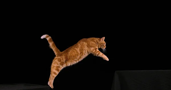 Red Tabby Huiskat Volwassene Springen Tegen Zwarte Achtergrond — Stockfoto
