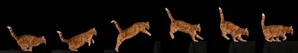 Gato Doméstico Tabby Rojo Adulto Saltando Sobre Fondo Negro — Foto de Stock