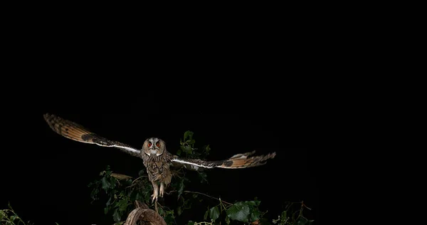 Long Eared Owl Asio Otus Взрослый Полете Нормандия Франции — стоковое фото