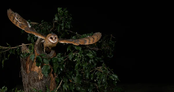 Barn Owl Tyto Alba Ενηλίκων Στην Πτήση Νορμανδία — Φωτογραφία Αρχείου