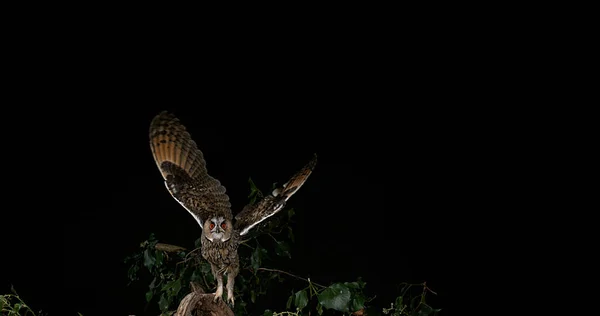 Long Eared Owl Asio Otus Ενηλίκων Στην Πτήση Νορμανδία Στη — Φωτογραφία Αρχείου
