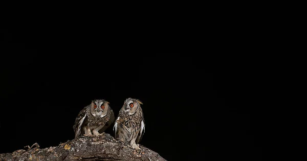 Long Eared Owl Asio Otus Ενήλικες Στην Πτήση Νορμανδία Στη — Φωτογραφία Αρχείου