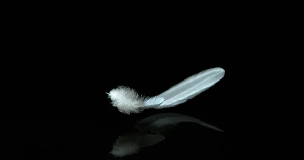 White Feathers Falling Black Background Normandy — Stock Photo, Image