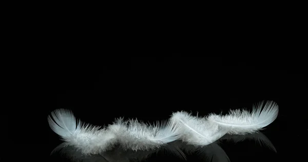 White Feathers Falling Black Background Νορμανδία — Φωτογραφία Αρχείου