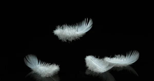 White Feathers Falling Black Background Normandy — Stock Photo, Image