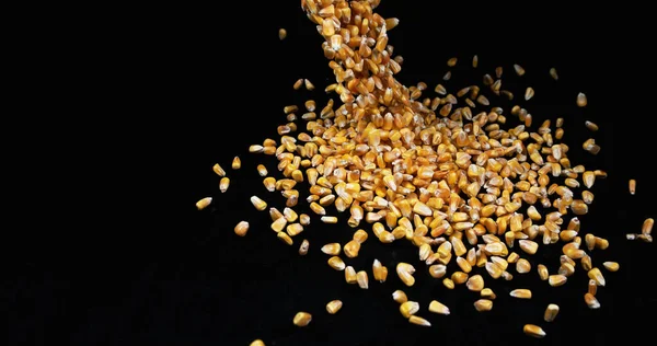 Corn Zea Mays Falling Black Background — Stock Photo, Image