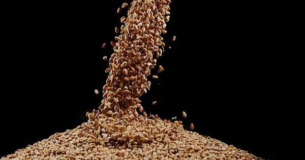 Pšenice Triticum Pádu Černém Pozadí — Stock fotografie