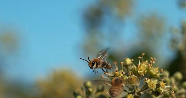 European Honey Bee Apis Mellifera Adult Flight Ivy Hedera Helix — Stockfoto