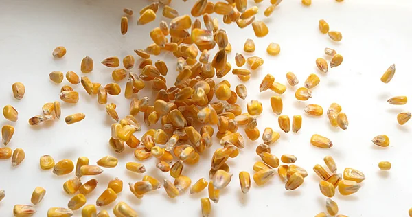 Kukuřice Zea Mays Pádu Bílém Pozadí — Stock fotografie