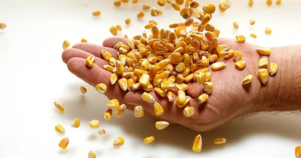 Кукуруза Зеа Маи Попадают Руки Белом Фоне — стоковое фото