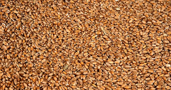 Пшеница Тритикум Падение Белом Фоне — стоковое фото