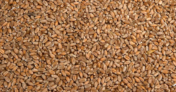 Пшеница Тритикум Близко — стоковое фото