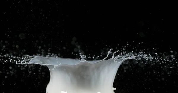 Siyah Arkaplanda Patlayan Süt — Stok fotoğraf