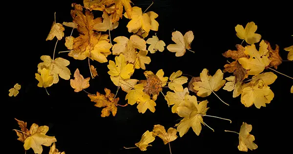 Sonbahar Yaprakları Kara Arkaplan Karşı Düşüyor — Stok fotoğraf