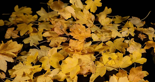 Autumn Leaves Falling Black Background — Stock Photo, Image