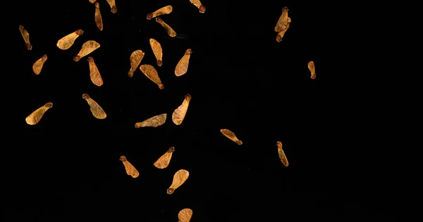 Baum Produziert Samen Mit Steifen Flügeln Die Die Samen Bedecken — Stockfoto
