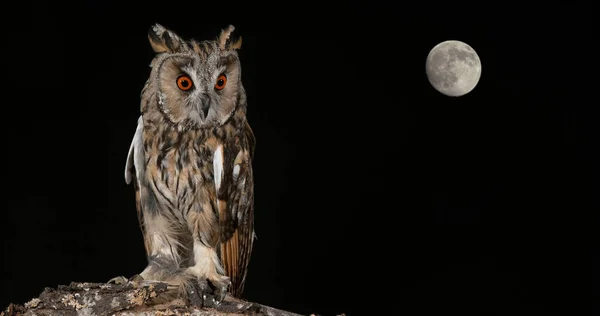 Moon Long Eared Owl Asio Otus Adult Normandy France — Fotografia de Stock
