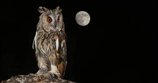 Moon Long Eared Owl Asio Otus Adult Normandy France — Stock Photo, Image