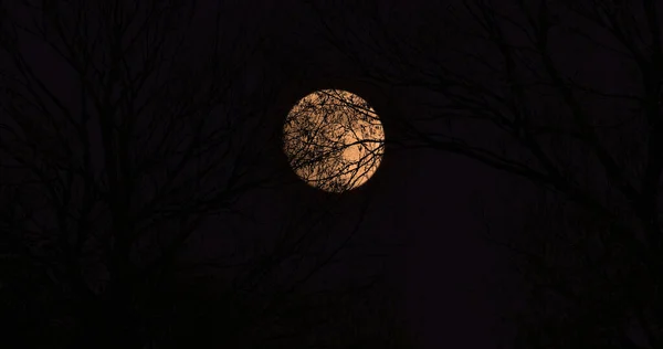 나무와 보름달 — 스톡 사진