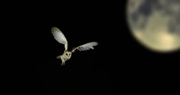 Moon and Barn Owl, tyto alba, Adult in flight, Normandy