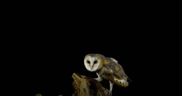 Barn Owl Tyto Alba Взрослый Ветке Нормандия — стоковое фото