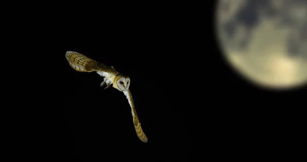 Moon and Barn Owl, tyto alba, Adult in flight, Normandy