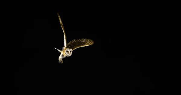 Barn Owl Tyto Alba Adult Flight Normandy — стокове фото