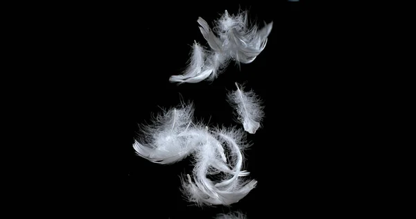Bílé Peří Padající Černé Pozadí — Stock fotografie