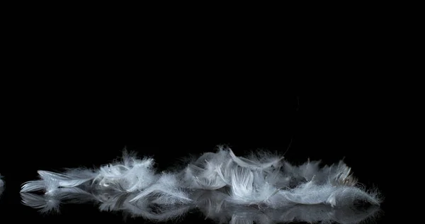 Siyah Arkaplanda Beyaz Tüyler Düşüyor — Stok fotoğraf