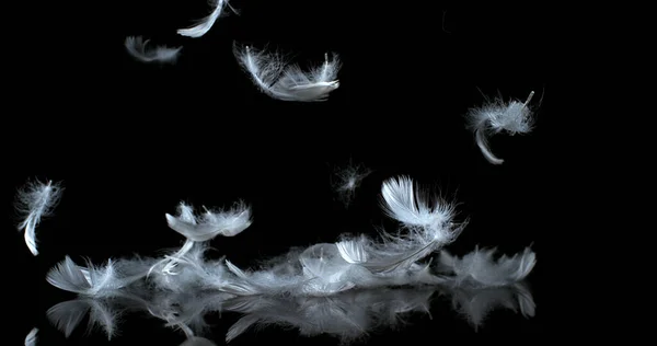 Λευκά Φτερά Πέφτουν Μαύρο Φόντο — Φωτογραφία Αρχείου