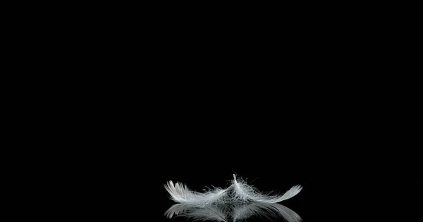 Bílé Peří Padající Černé Pozadí — Stock fotografie