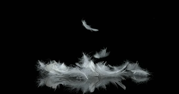 White Feathers Falling Black Background — Stock Photo, Image