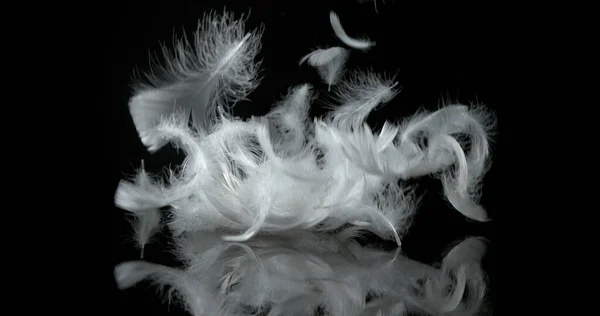 Λευκά Φτερά Πέφτουν Μαύρο Φόντο — Φωτογραφία Αρχείου