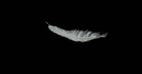 White Feather Falling Black Background Νορμανδία — Φωτογραφία Αρχείου