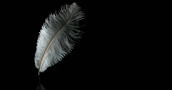 White Feather Falling Black Background Normandy — Stock Photo, Image