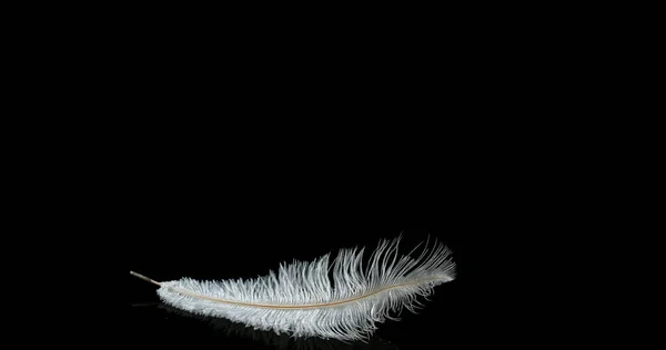 White Feather Falling Tegen Zwarte Achtergrond Normandië — Stockfoto